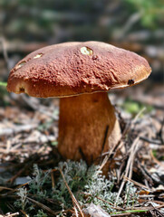 King bolete cep mushroom Boletus edulis growing in forest. Natural background.