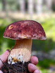 Hand with Cep mushroom Boletus edulis growing in forest. Natural background.