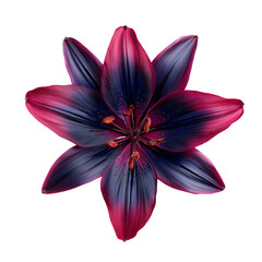 Naklejka premium Close-up of a striking dark purple lily with vibrant pink edges on black background.