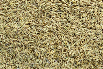 close up of cumin seeds
