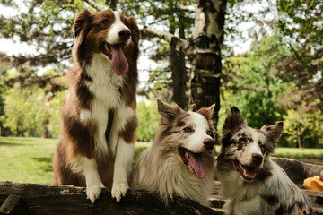 Three beautiful dogs -brown Australian Shepherd and two red merle Border Collies with blue eyes sitting on a rustic wooden bench in a sunny park, all smiling and looking toward the camera.
