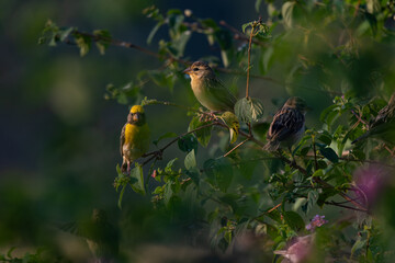 A beautiful Baya weaver perched against a soft, blurred background with leaves and blurred pink flower.