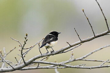 枝に止まるノビタキ