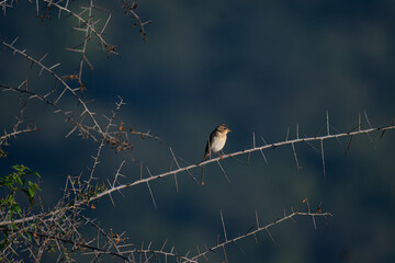 A beautiful Baya weaver perched on a throne branch against a soft, blurred background with leaves and blurred pink flower.