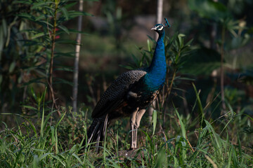 A stunning closeup of an Indian peafowl against a soft, natural background.