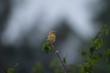 A beautiful Baya weaver perched against a soft, blurred background with leaves and blurred pink flower.