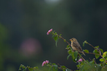 A beautiful Baya weaver perched against a soft, blurred background with leaves and blurred pink flower.