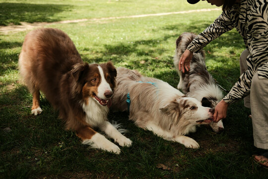 Young female owner trains dogs in a spring park. Two smart border collies and Australian Shepherd learn new tricks and get delicious treats. Happy pets outdoor.