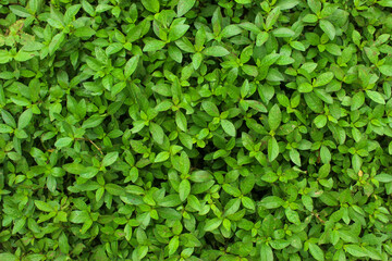 background of green leaves