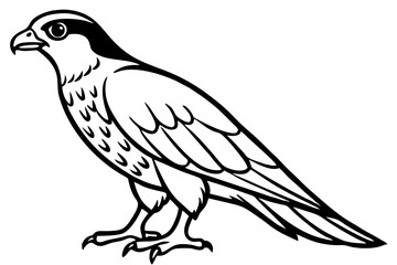 Falcon vector illustration line art and white background