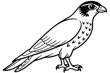 Falcon vector illustration line art and white background
