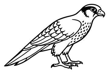 Falcon vector illustration line art and white background