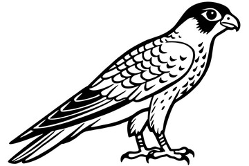 Falcon vector illustration line art and white background