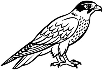 Falcon vector illustration line art and white background