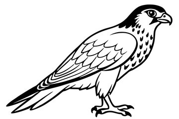 Falcon vector illustration line art and white background