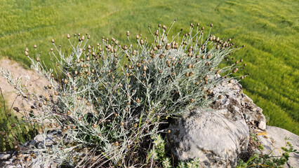 Hedera helix, commonly known as English ivy, displays a subtle transformation during the winter cold, as its leaves take on a slight reddish tint—adding seasonal charm to its evergreen nature.