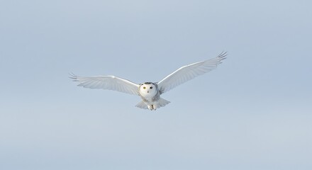 Owl Flying with Wings Spread Against Pale Sky
