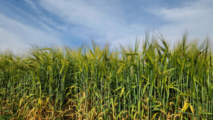 The golden wheat fields, a month before harvest, transform their grain into a symbol of hope, resilience, and abundance amid life's enduring struggles.