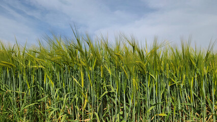 The golden wheat fields, a month before harvest, transform their grain into a symbol of hope, resilience, and abundance amid life's enduring struggles.