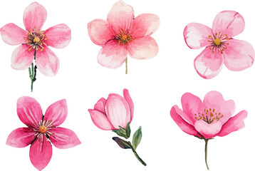 set of pink flowers