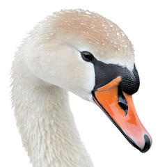 Close up shot of a white swan with water droplets on its head against a black background looking down