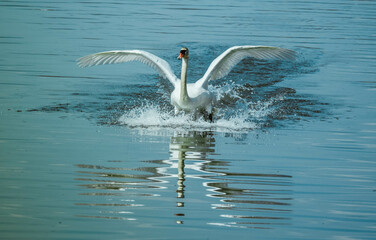 The swan in flight lands on the surface of the water. The swan with its wings spread.