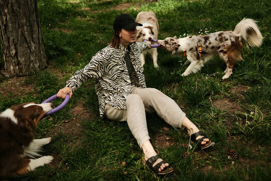 Woman sitting on grass playing tug-of-war with three energetic dogs - brown tricolor Australian Shepherd and two red merle Border Collies - in a spring park. Lively moment of connection and fun.