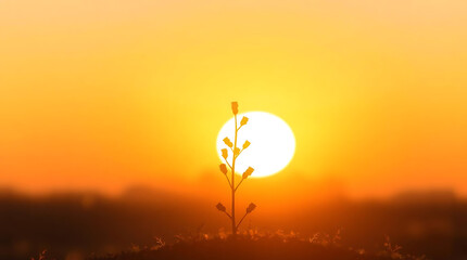 Sunrise silhouette of a plant