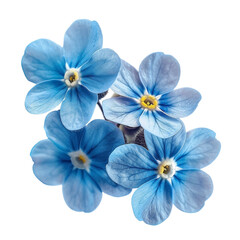 blue flowers isolated on white PNG isolated on transparent background
