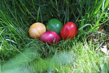 Egg color
