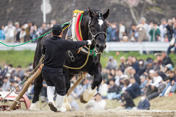 東北輓馬競技大会 障害に挑む輓馬と扶助