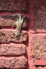 Indian Palm Squirrel on a Laterite Wall in Karnataka, India