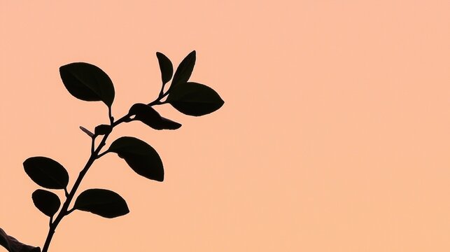 A plant with a few leaves against a sunset sky.