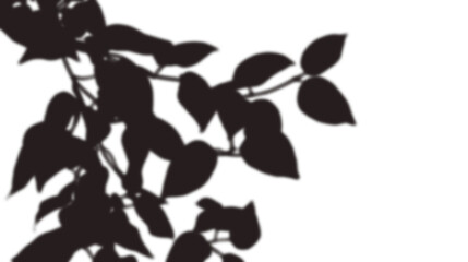  lush leaves tree shadow transparent background