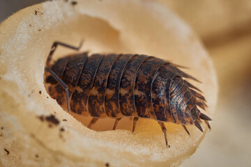Woodlouse on a mushroom stalk close-up. Macrophoto of Oniscidea