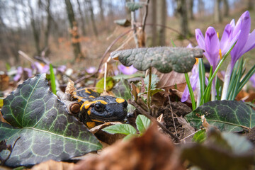 Beautiful lizard Fire salamander among pink crocus flowers (Safran, Geanthus) in the spring forest