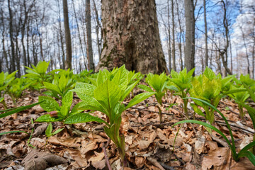 Scopolia close-up in the spring woods. Poisonous plant at the beginning of flowering