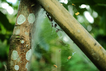 A delicate spiderweb glistens, stretched between branches in a natural, blurred green setting.