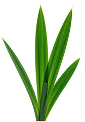 Obraz premium Green Plant Leaves Isolated on White Background for Design