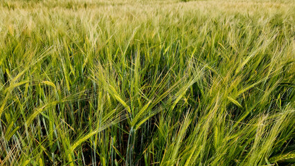 Obraz premium The awns of barley heads dance with the April breeze in the Mediterranean fields as the grains reach the stage of ripening.
