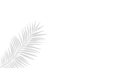 hadow overlay effect. Natural palm leaf shadows isolated on transparent background. 