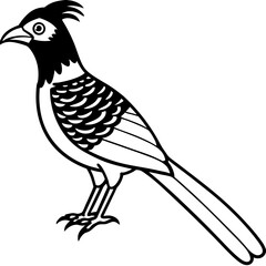 Minimal Asian Koel Vector on White
