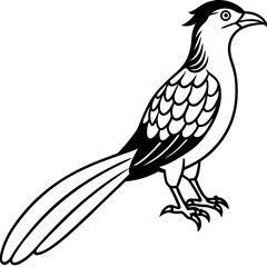 Minimal Asian Koel Vector on White