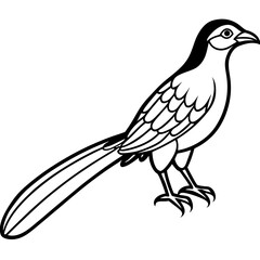 Minimal Asian Koel Vector on White