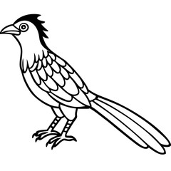 Minimal Asian Koel Vector on White