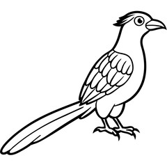 Minimal Asian Koel Vector on White