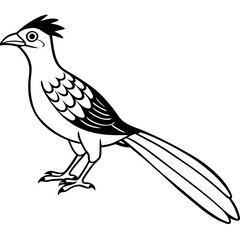 Minimal Asian Koel Vector on White