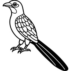 Minimal Asian Koel Vector on White