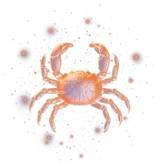 Invertebrate seafood animal insect.