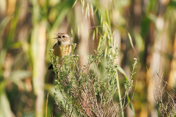 Tarabilla común (Saxicola rubicola) cantando y camuflada en su hábitat, Beniarres, España